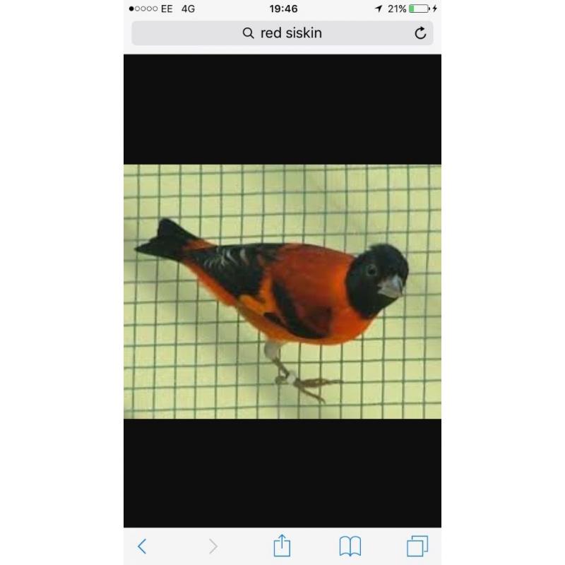Black headed red Siskin
