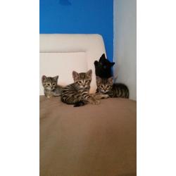 10 week old black kitten, last of the litter, currently like with kids and a dog