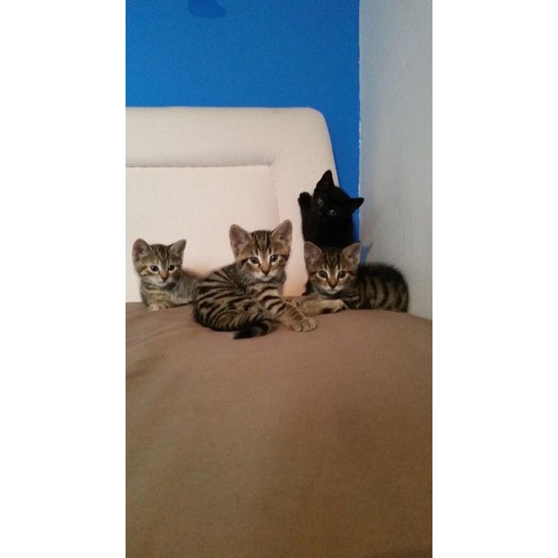 10 week old black kitten, last of the litter, currently like with kids and a dog