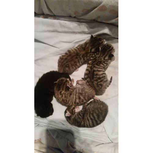 10 week old black kitten, last of the litter, currently like with kids and a dog