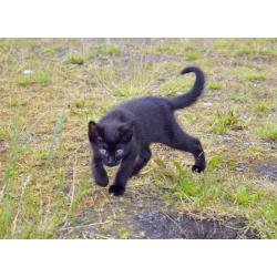 10 week old black kitten, last of the litter, currently like with kids and a dog