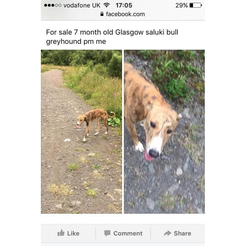 Lurcher dog