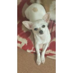 Chihuahua puppy for sale