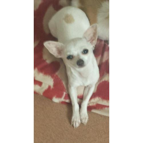 Chihuahua puppy for sale