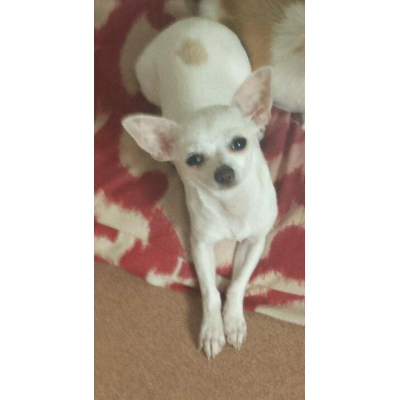Chihuahua puppy for sale