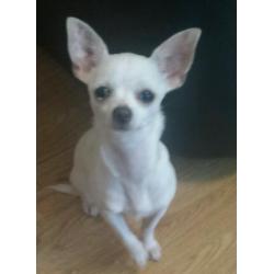 Chihuahua puppy for sale