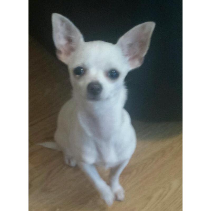 Chihuahua puppy for sale