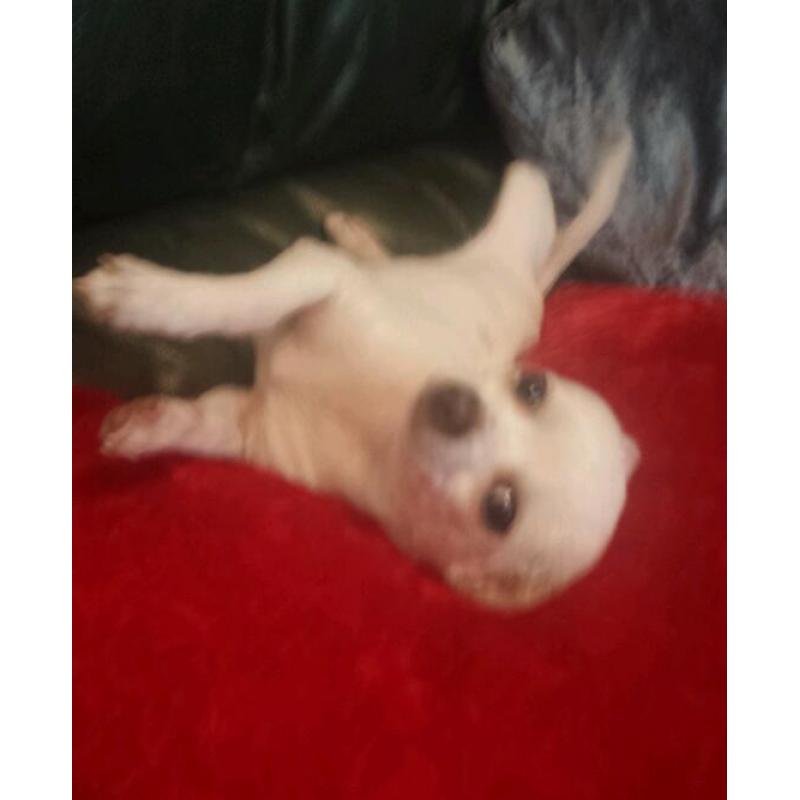 Chihuahua puppy for sale
