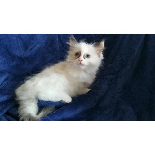 Ragdoll Kitten