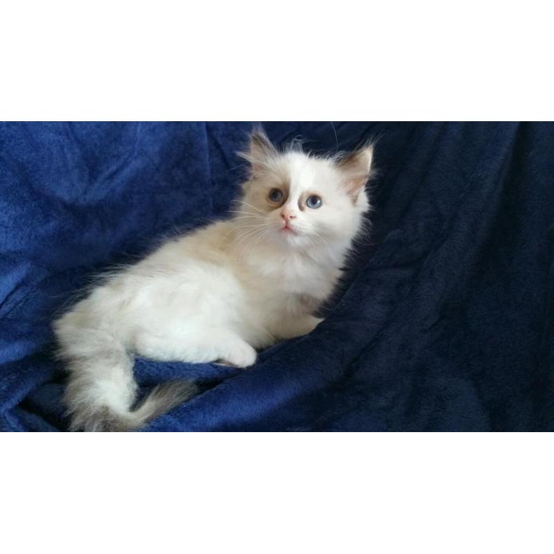 Ragdoll Kitten