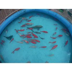 50+ Pond Fish sale Koi Carps Common, Mirror, Ghost, Tancho, Goldfish Shubunlins