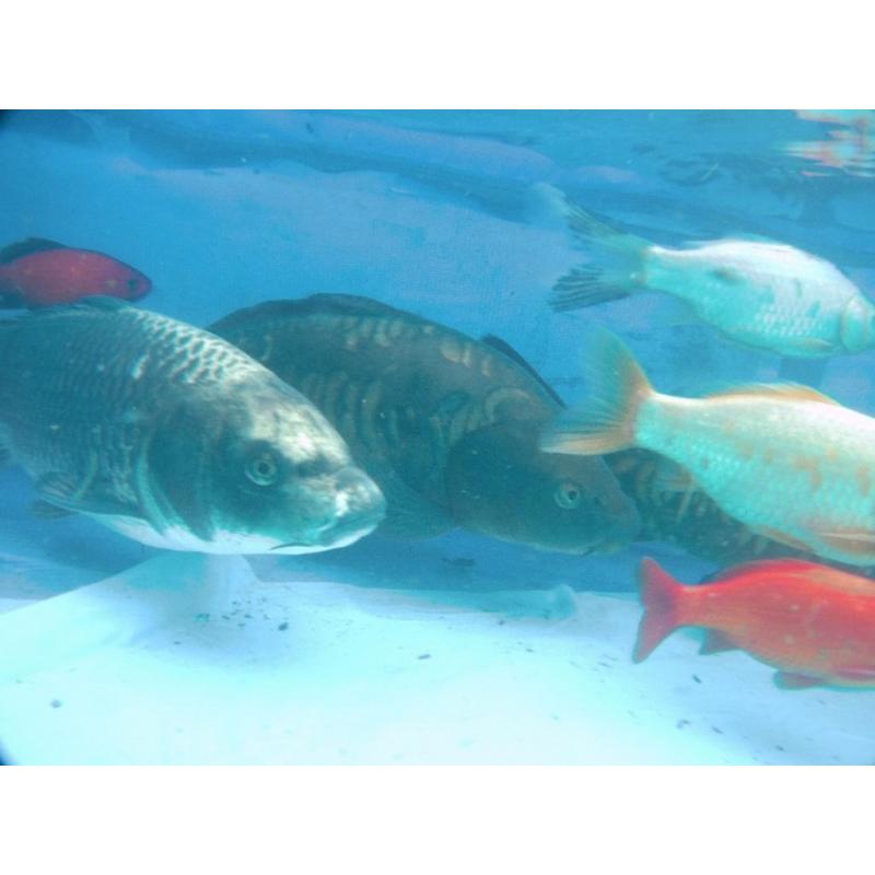 50+ Pond Fish sale Koi Carps Common, Mirror, Ghost, Tancho, Goldfish Shubunlins
