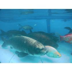 50+ Pond Fish sale Koi Carps Common, Mirror, Ghost, Tancho, Goldfish Shubunlins