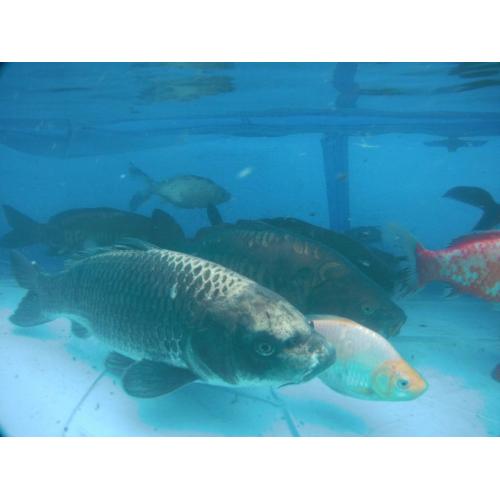 50+ Pond Fish sale Koi Carps Common, Mirror, Ghost, Tancho, Goldfish Shubunlins