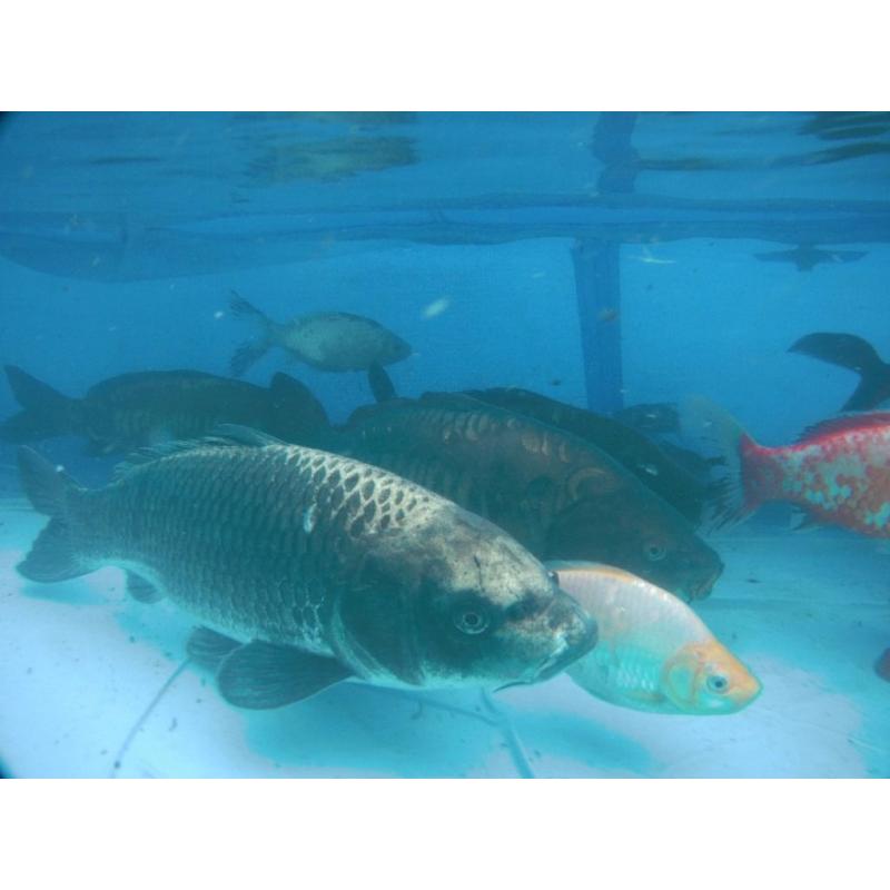 50+ Pond Fish sale Koi Carps Common, Mirror, Ghost, Tancho, Goldfish Shubunlins