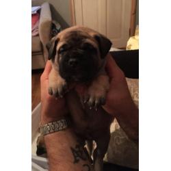 Bullmastiff pups