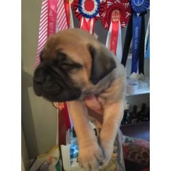 Bullmastiff pups