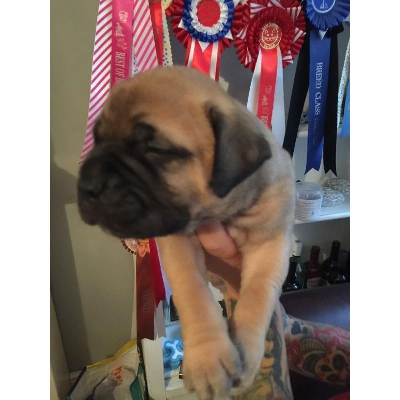 Bullmastiff pups