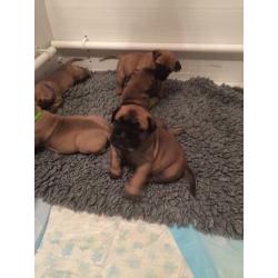 Bullmastiff pups