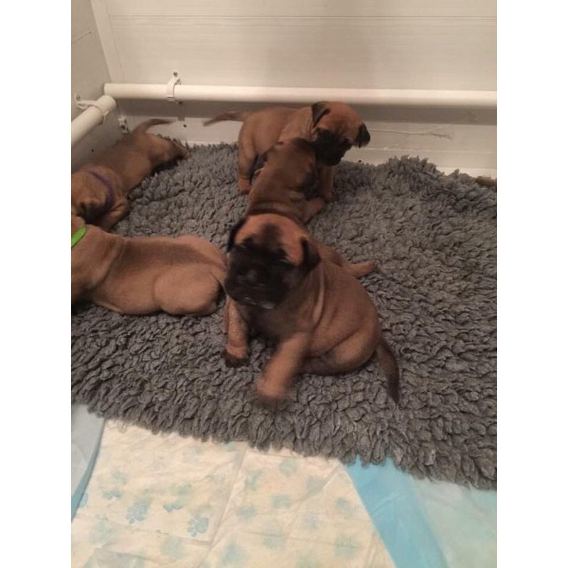 Bullmastiff pups