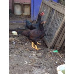 Chickens for sale light Sussex Indian game Rhode Island Red welsummer brown leghorn