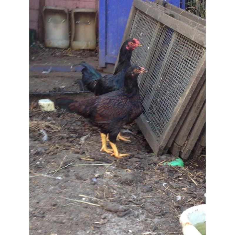 Chickens for sale light Sussex Indian game Rhode Island Red welsummer brown leghorn