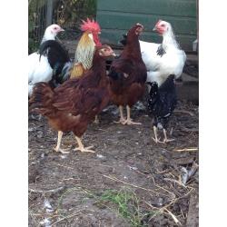Chickens for sale light Sussex Indian game Rhode Island Red welsummer brown leghorn