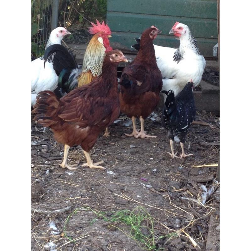 Chickens for sale light Sussex Indian game Rhode Island Red welsummer brown leghorn