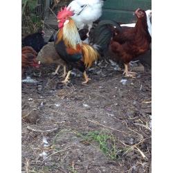 Chickens for sale light Sussex Indian game Rhode Island Red welsummer brown leghorn
