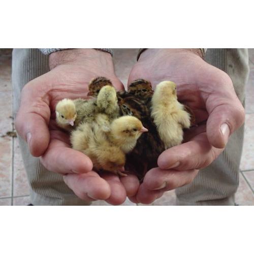Quail chicks