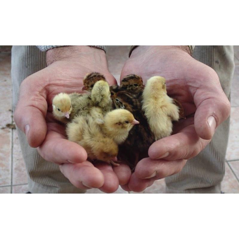 Quail chicks
