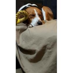 Male beagle for sale