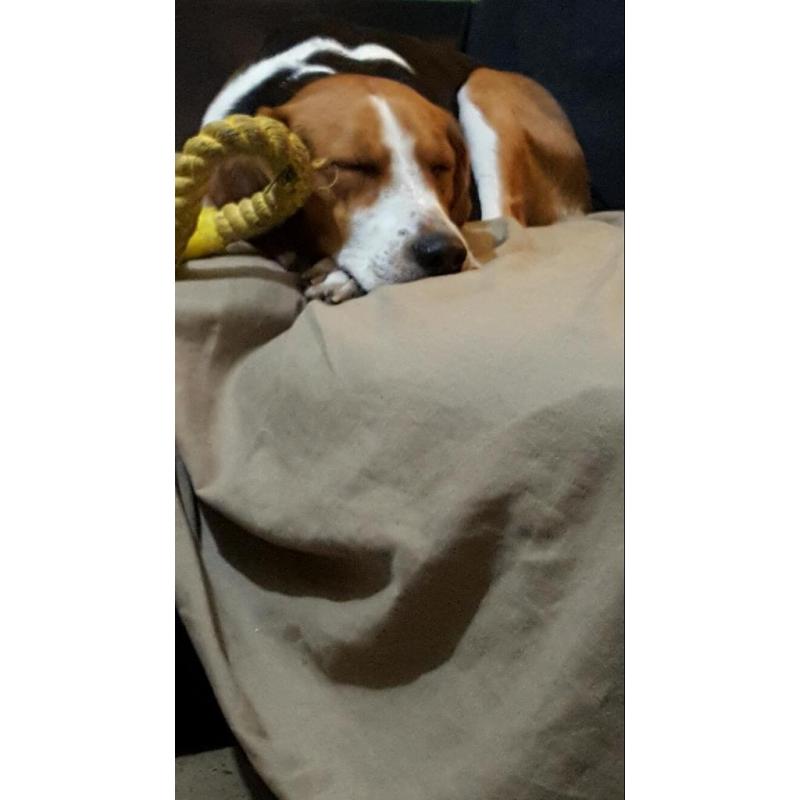Male beagle for sale