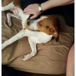Male beagle for sale