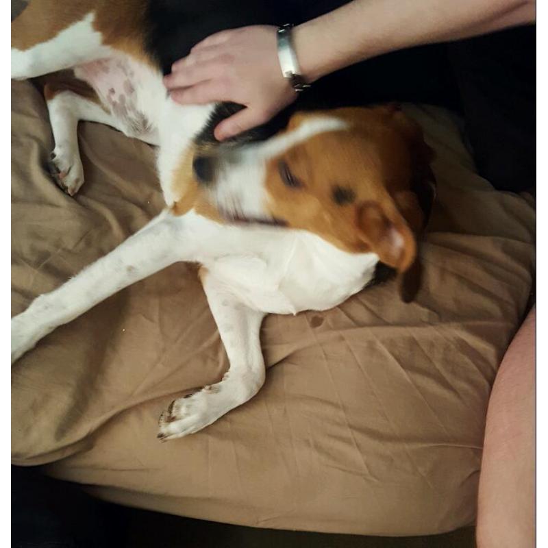 Male beagle for sale