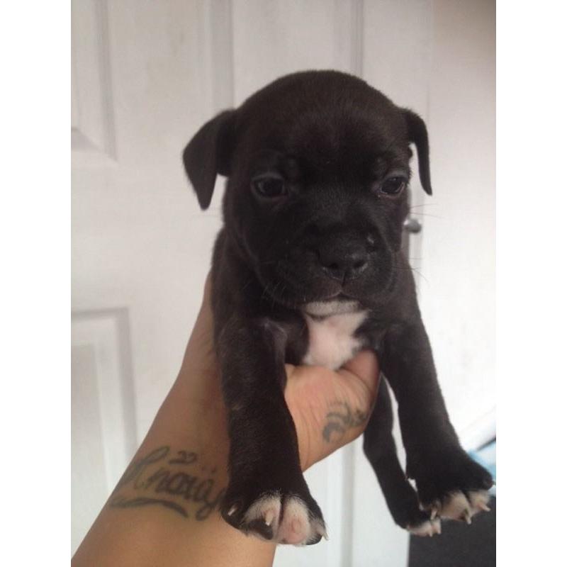 Staffordshire bull terrier puppys