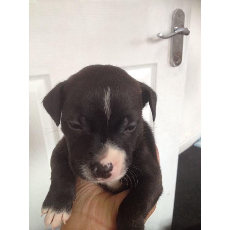 Staffordshire bull terrier puppys