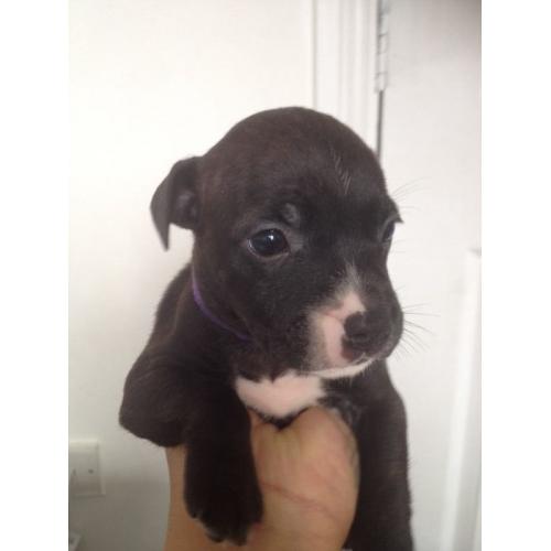 Staffordshire bull terrier puppys