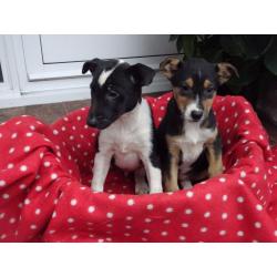 Jack Russell cross puppies for sale Black/white and black/brown/white combinations