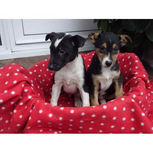 Jack Russell cross puppies for sale Black/white and black/brown/white combinations