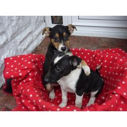 Jack Russell cross puppies for sale Black/white and black/brown/white combinations