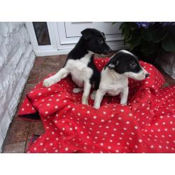 Jack Russell cross puppies for sale Black/white and black/brown/white combinations