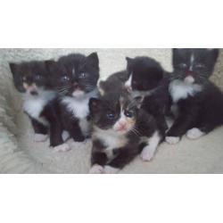 six cute kittens looking for a new home