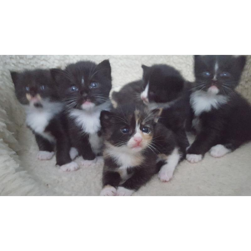 six cute kittens looking for a new home