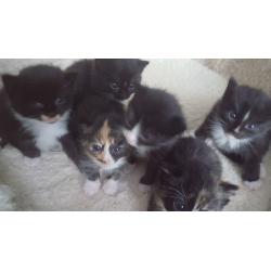 six cute kittens looking for a new home