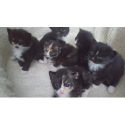 six cute kittens looking for a new home