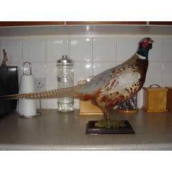 taxidermy