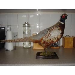 taxidermy