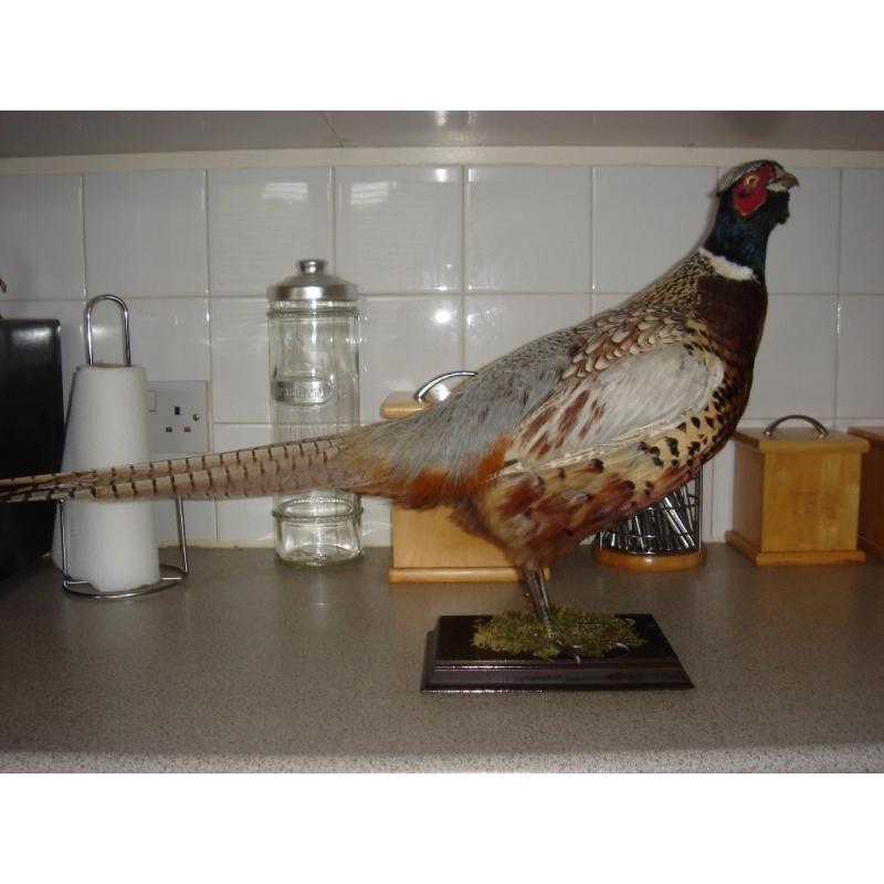 taxidermy