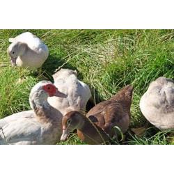 2016 hatched Muscovy ducks and drakes